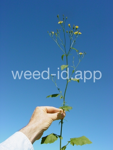 nipplewort